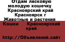 Отдам ласковую молодую кошечку - Красноярский край, Красноярск г. Животные и растения » Кошки   . Красноярский край